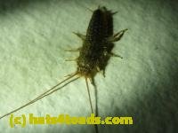 /home//u458753944/public_html/sourcegallery//////////Insects and small critters/silverfish (Zygentoma)/P1060386.JPG